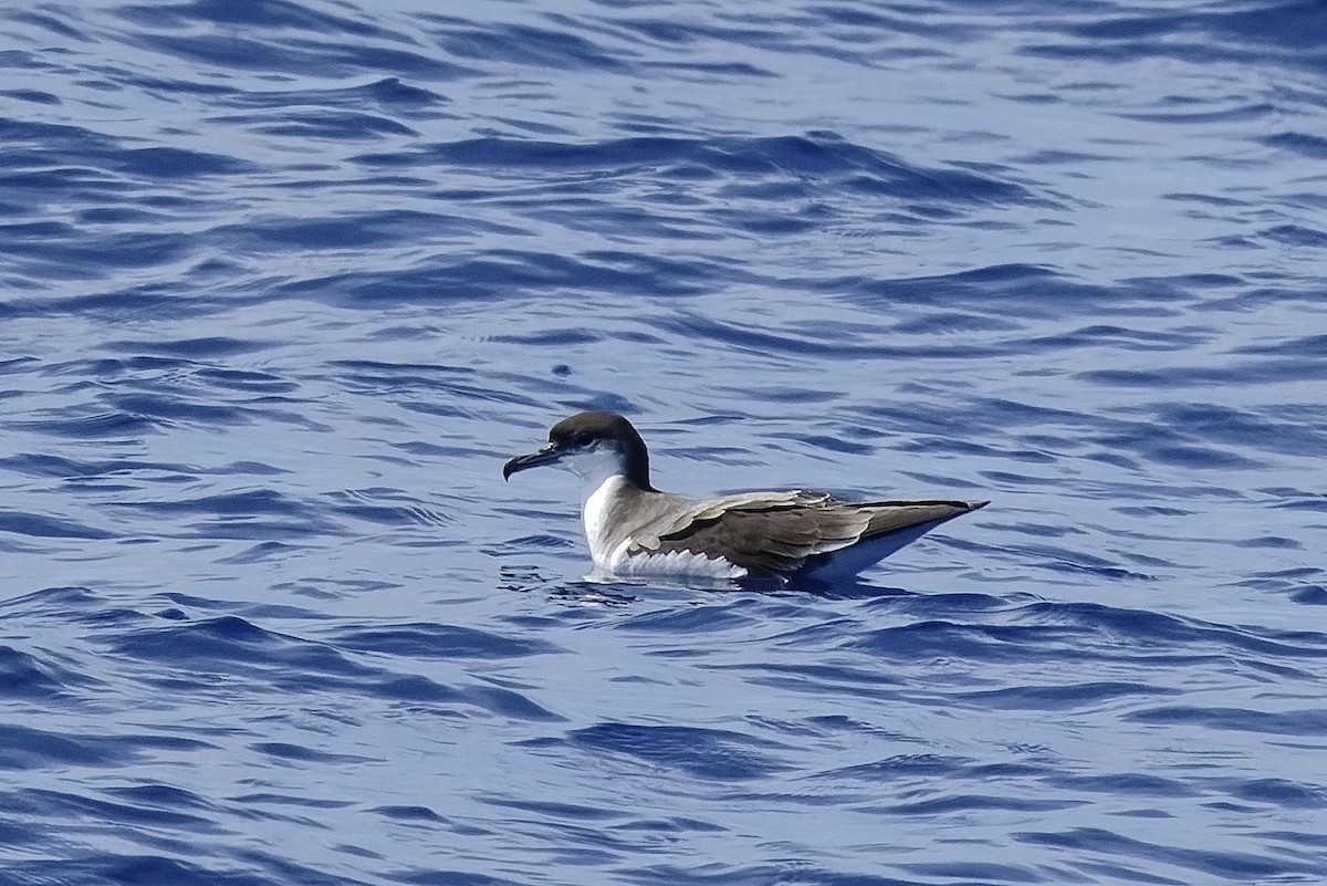 Buller's Shearwater - ML494950551