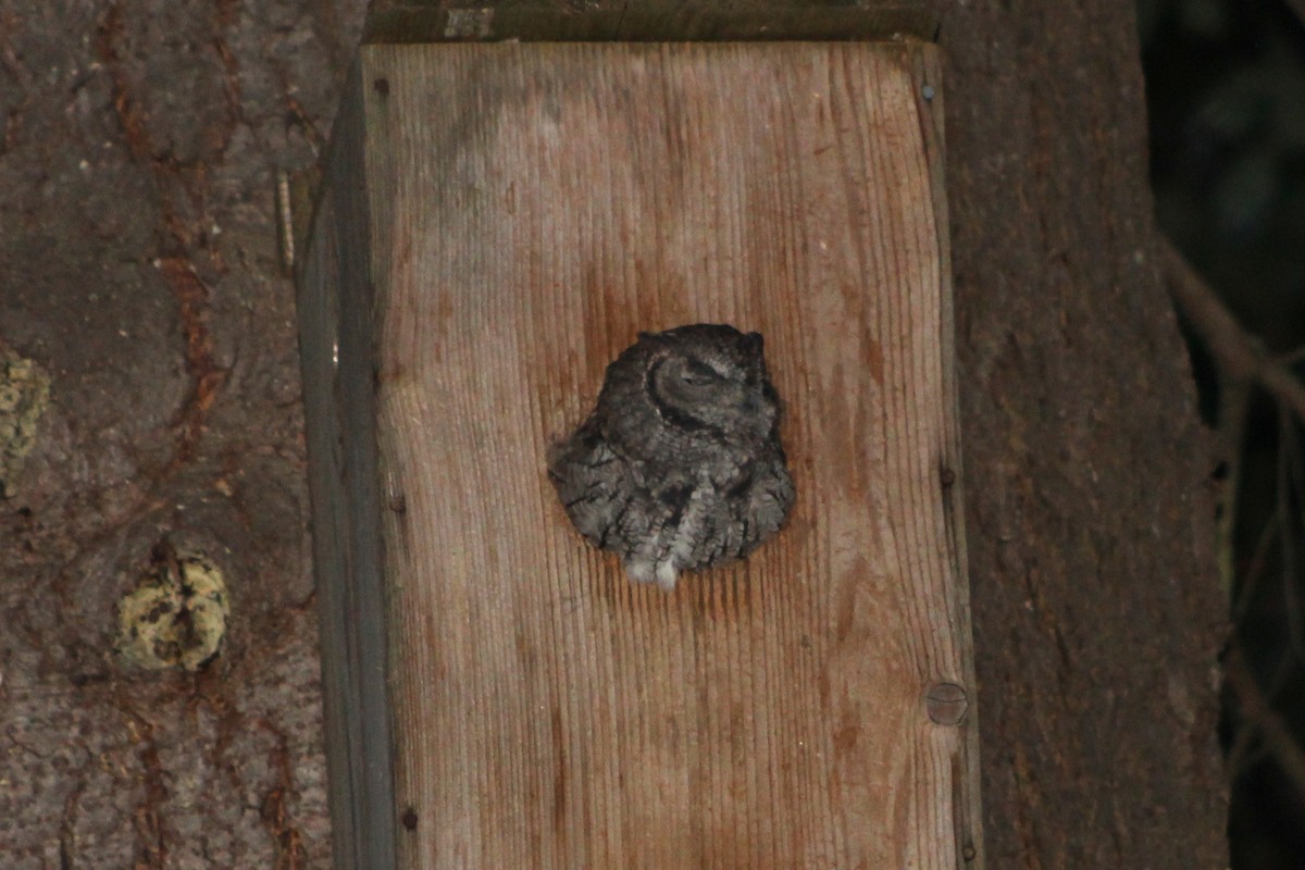 Western Screech-Owl - ML494952521