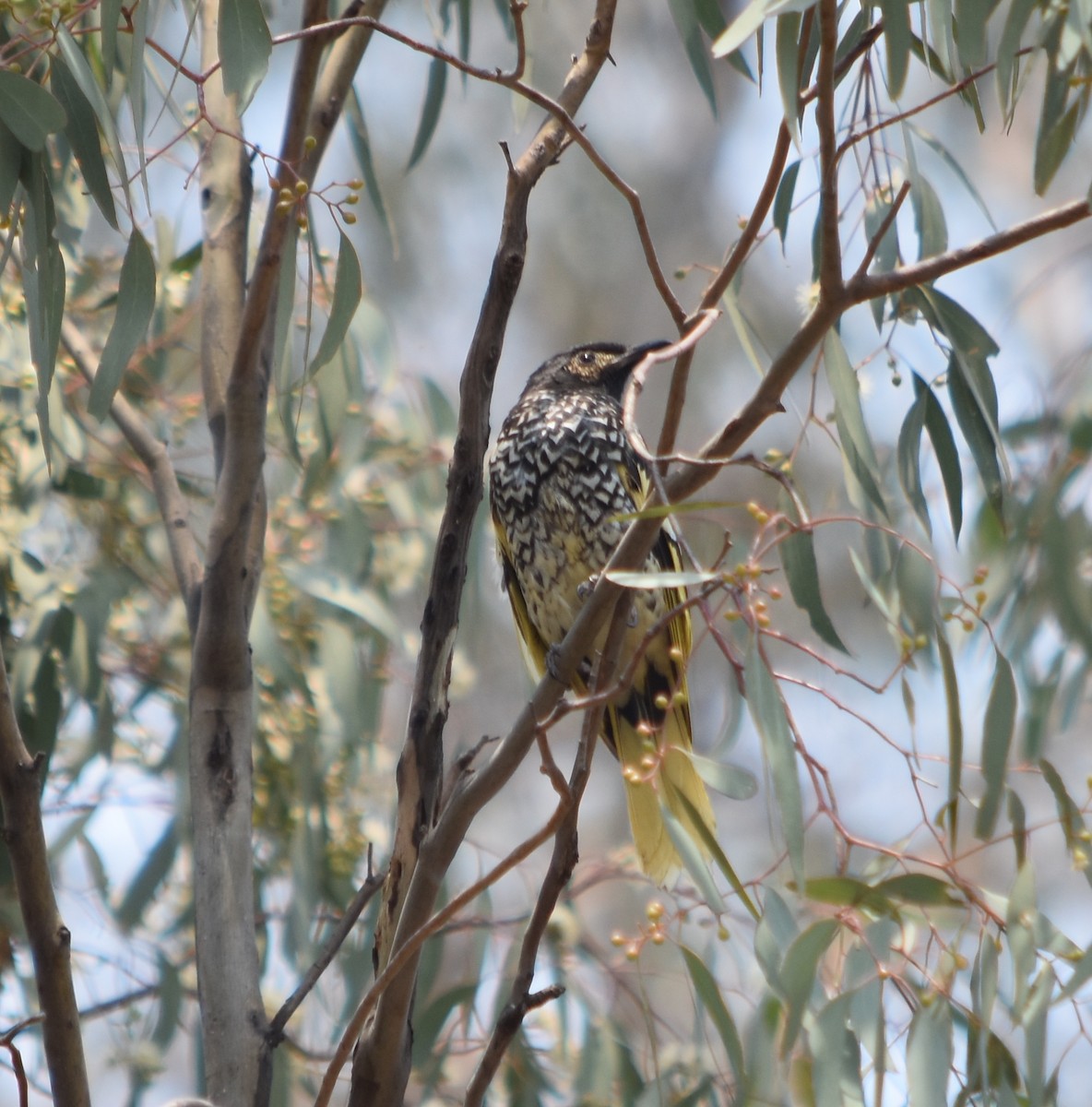 Regent Honeyeater - ML494954161