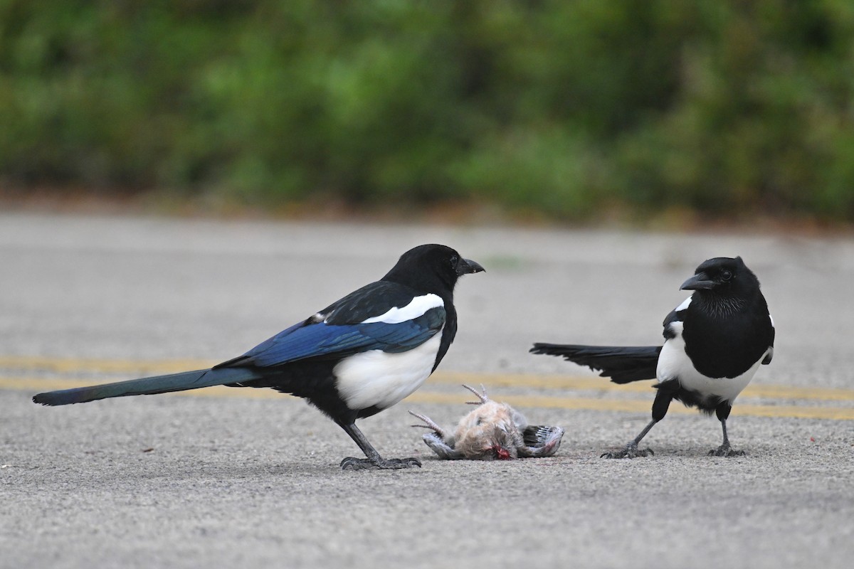 Oriental Magpie - ML494954381