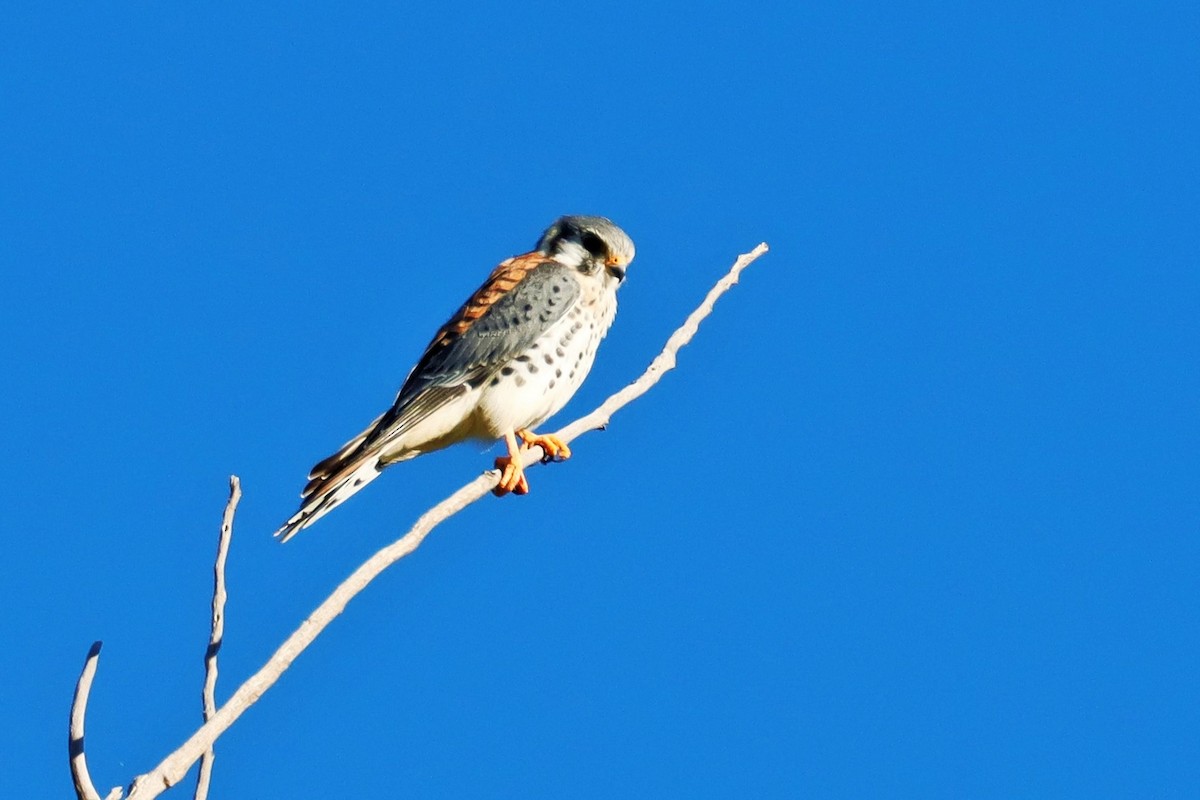 American Kestrel - ML494955761