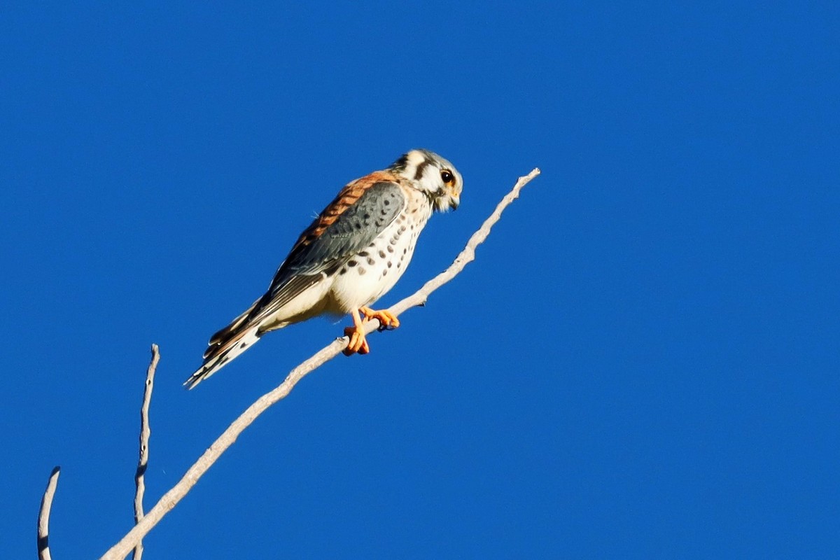 American Kestrel - ML494955781