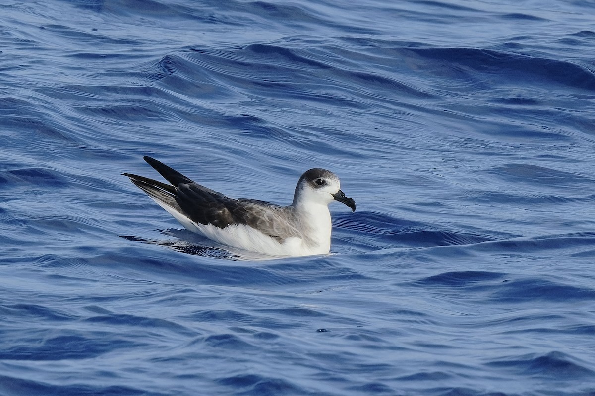 Petrel de las Juan Fernández - ML494956051