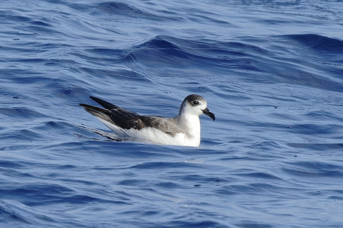 Petrel de las Juan Fernández - ML494956061