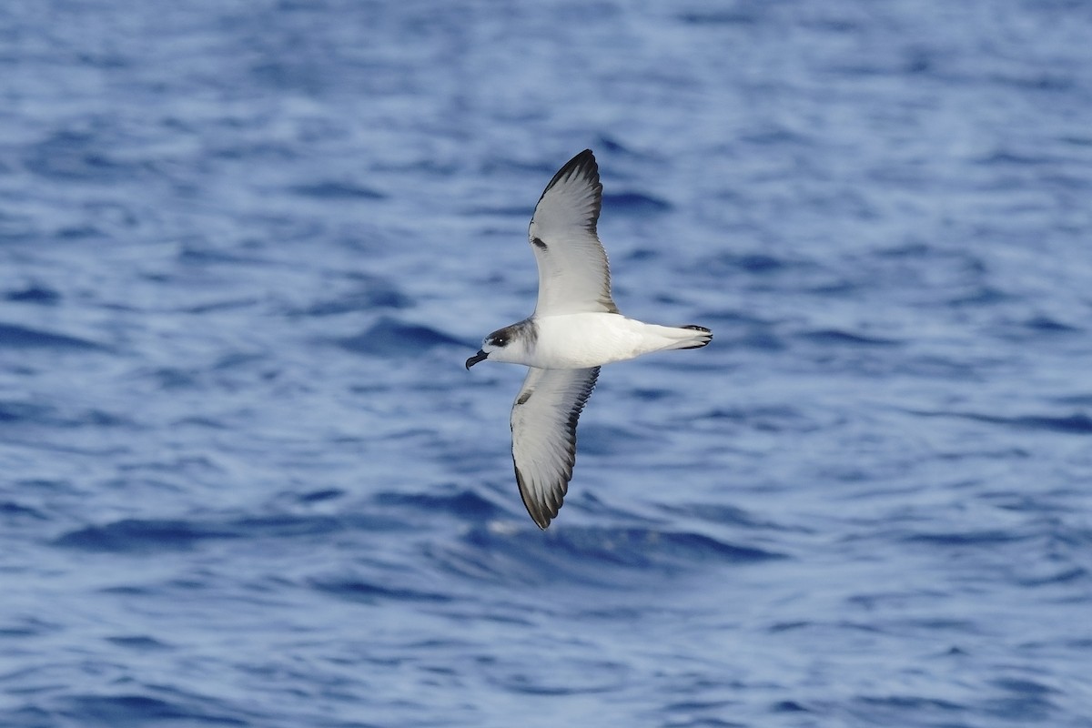 Juan Fernandez Petrel - Holger Teichmann