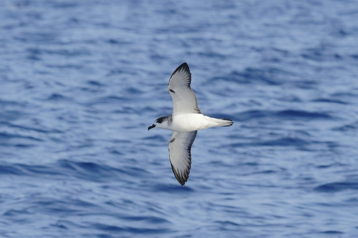 Petrel de las Juan Fernández - ML494956081