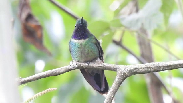 Amethyst-throated x Purple-throated Sunangel (hybrid) - ML494956181