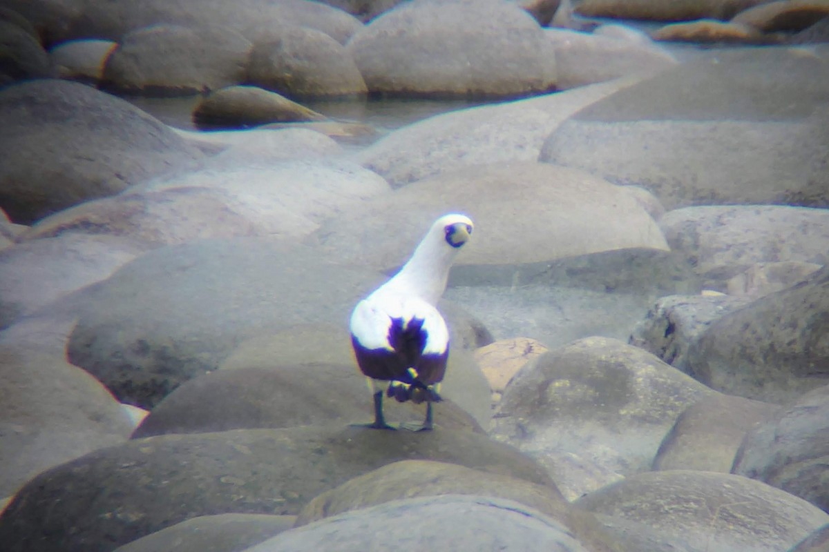 Masked Booby - ML494958871