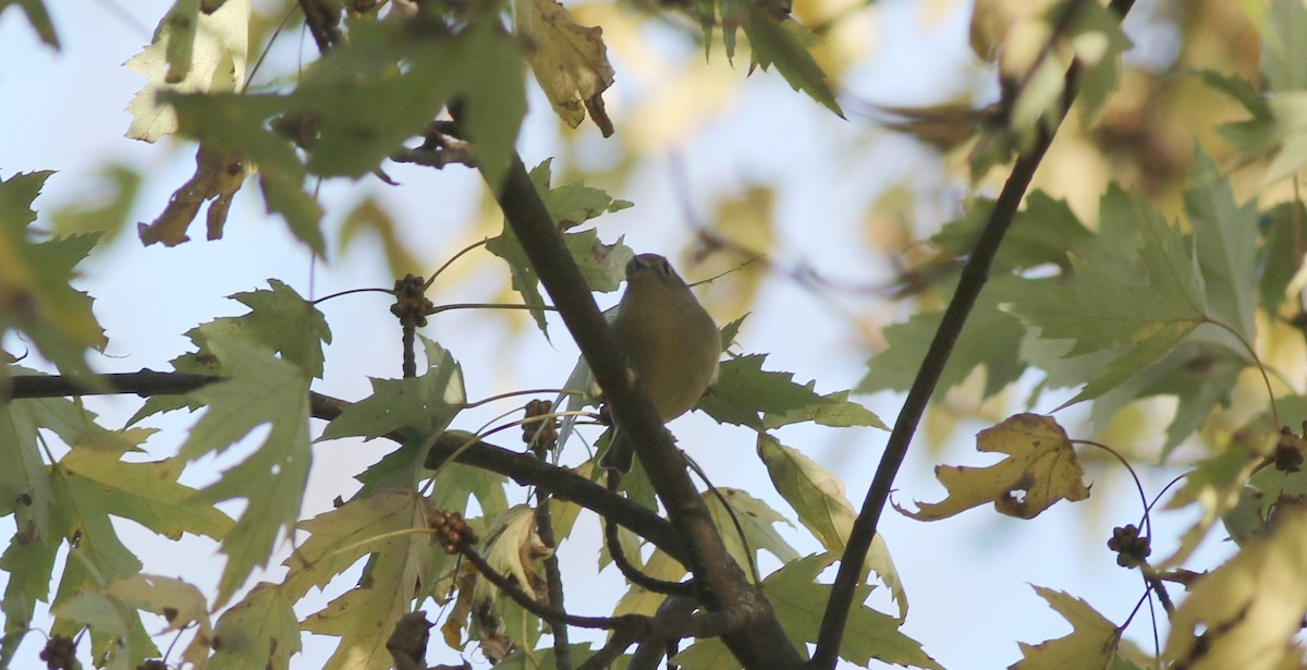 Ruby-crowned Kinglet - ML494959121