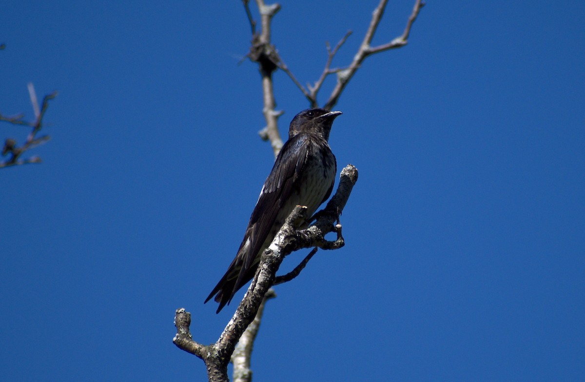 Purple Martin - Steven McClellan