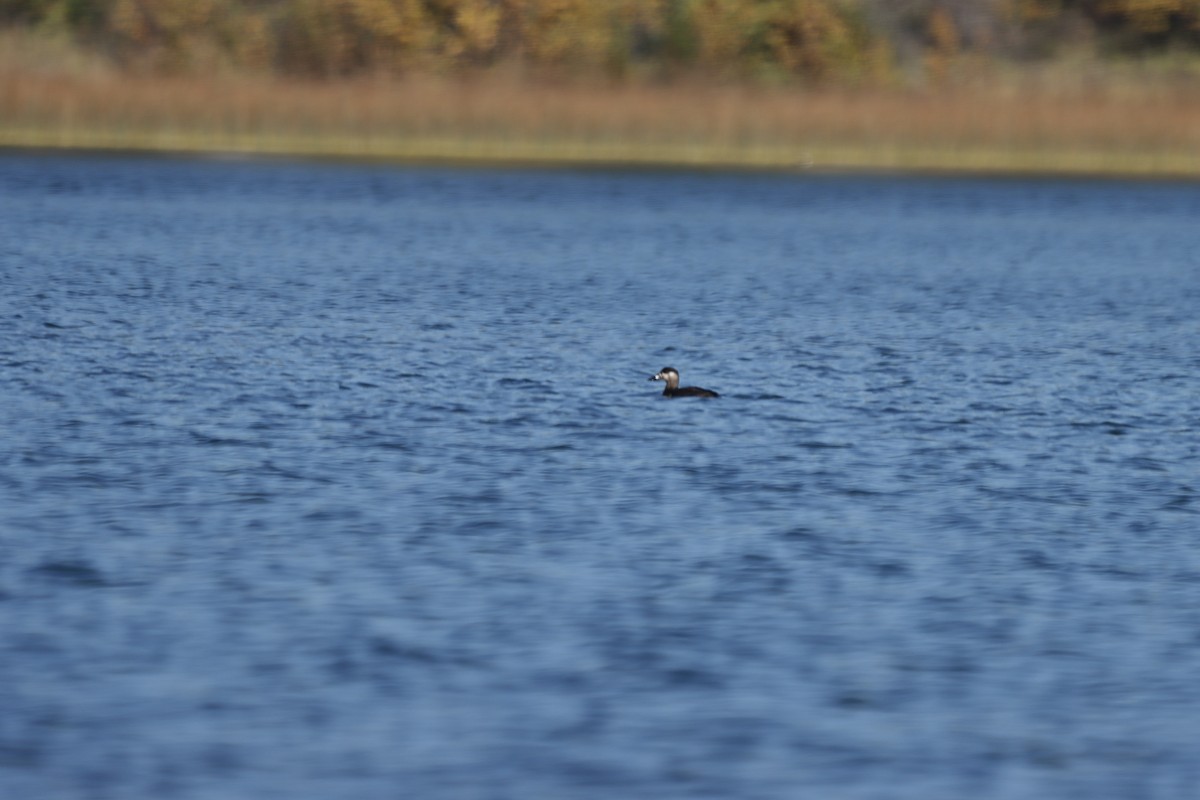 Surf Scoter - ML494960391