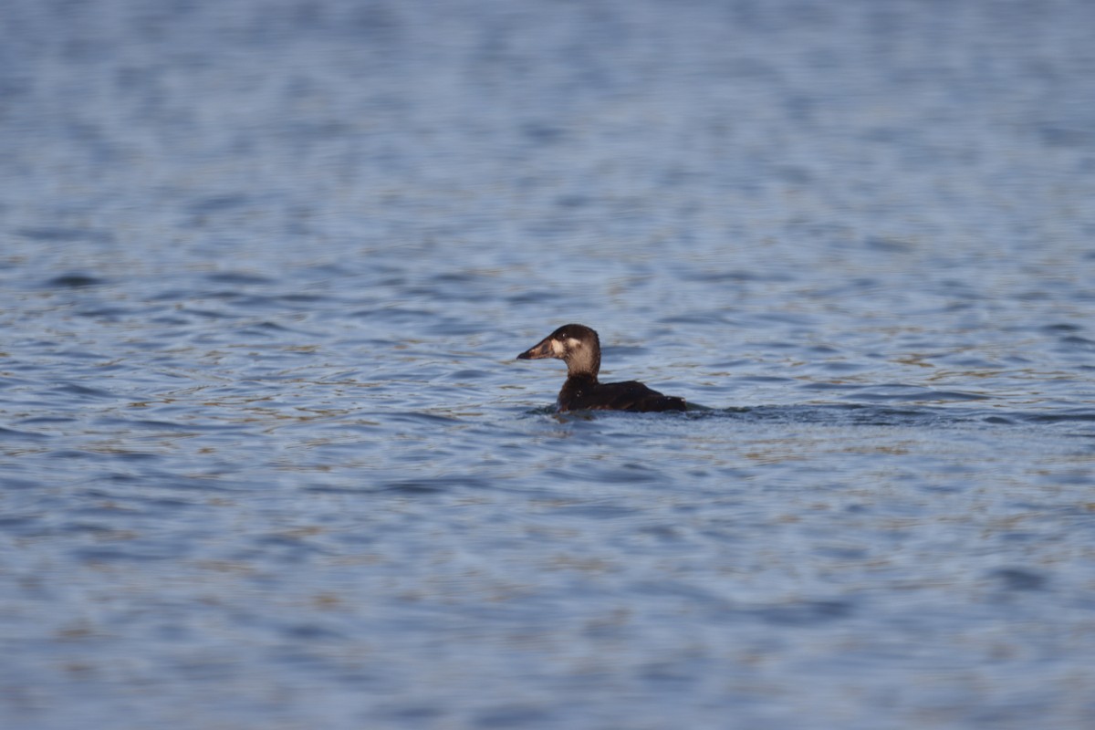 Surf Scoter - ML494960731