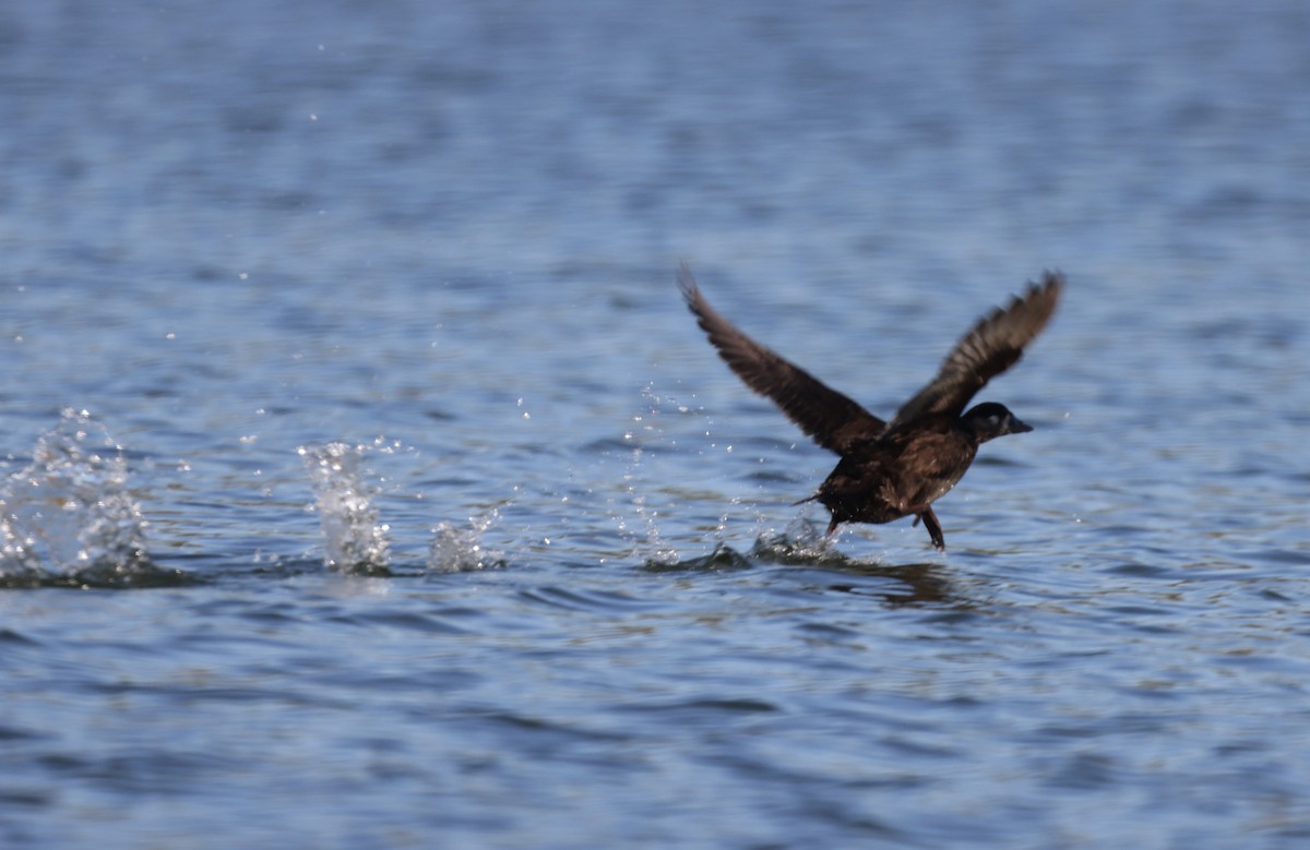 Surf Scoter - ML494961181