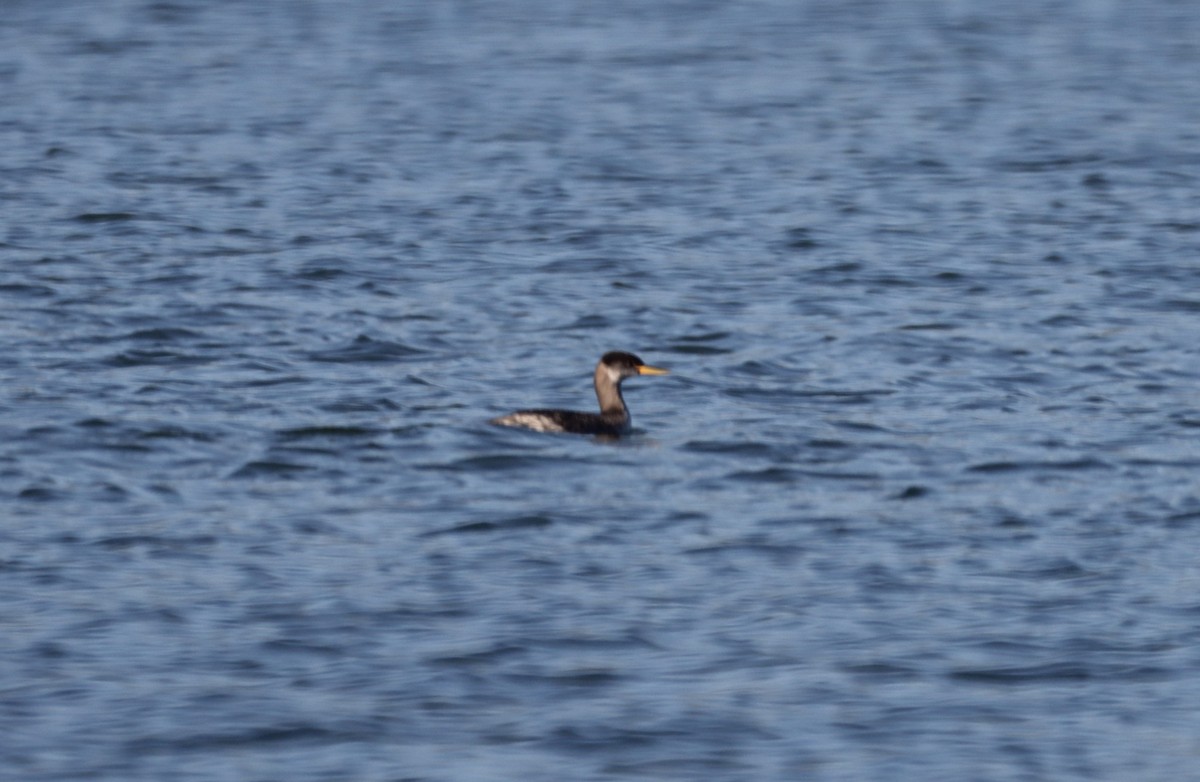 Red-necked Grebe - ML494961291