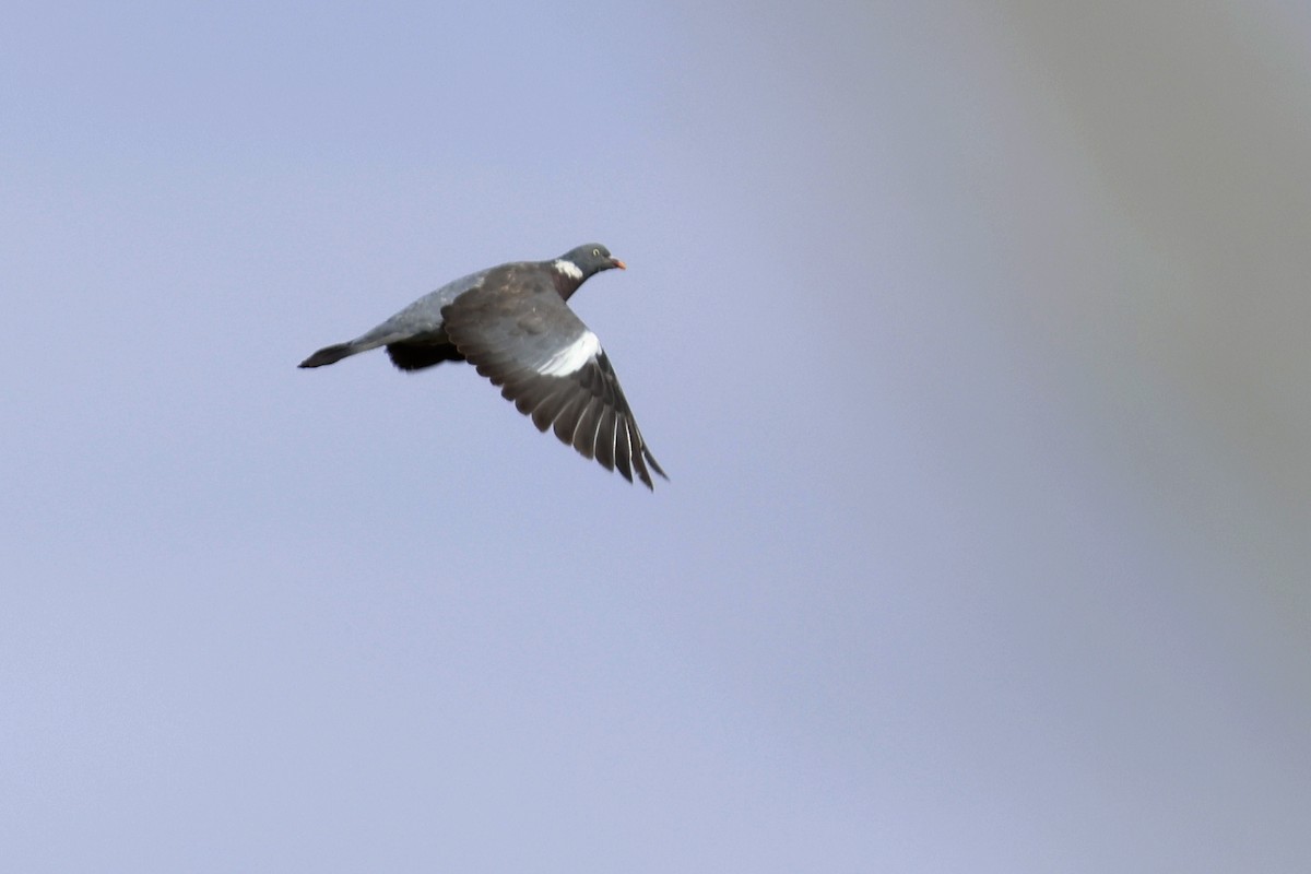 Common Wood-Pigeon - ML494961311