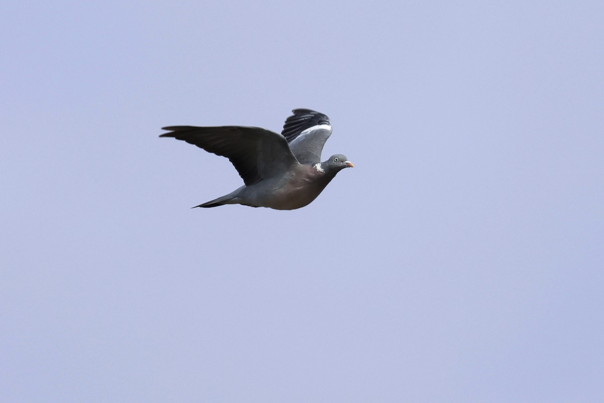 Common Wood-Pigeon - ML494961331