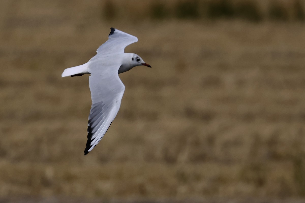 Mouette rieuse - ML494961411