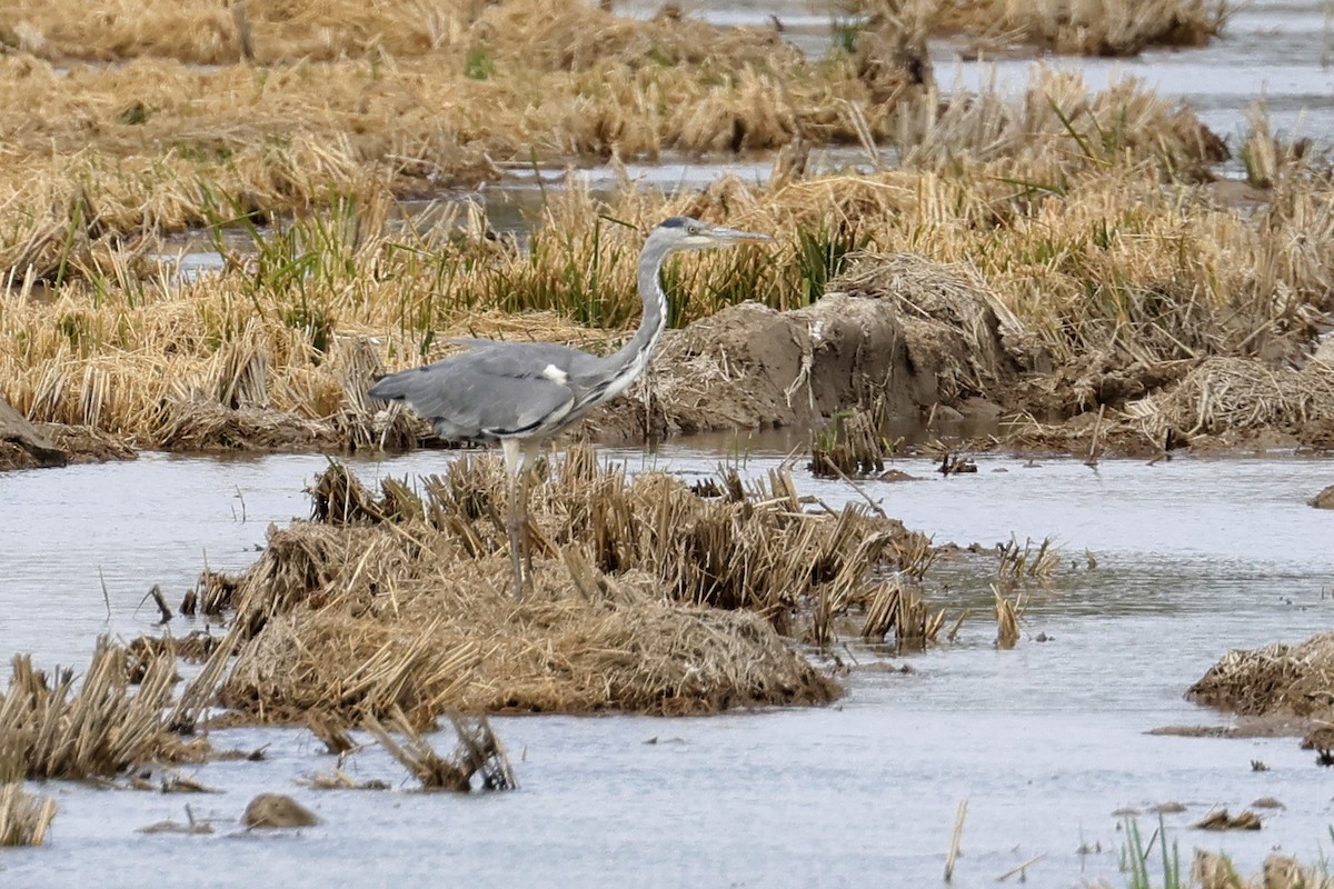 Gray Heron - ML494961451