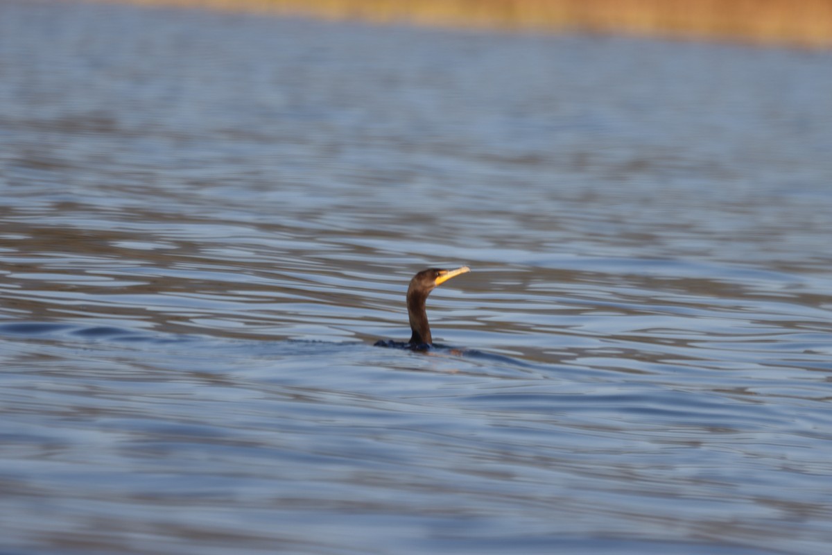 Double-crested Cormorant - ML494961481