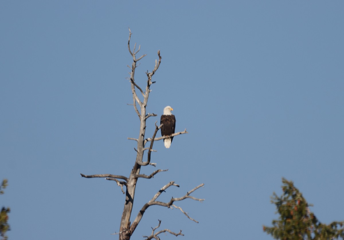 Bald Eagle - ML494961511