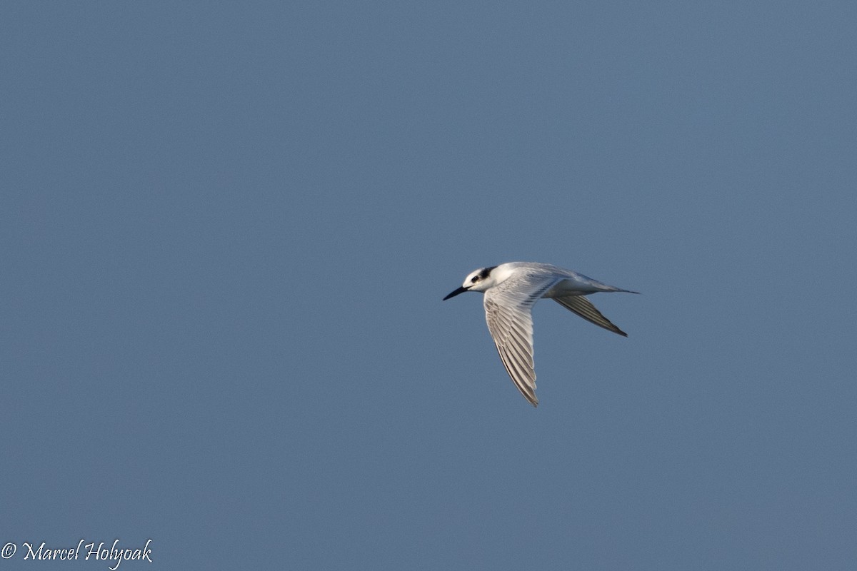 Sandwich Tern - ML494962261