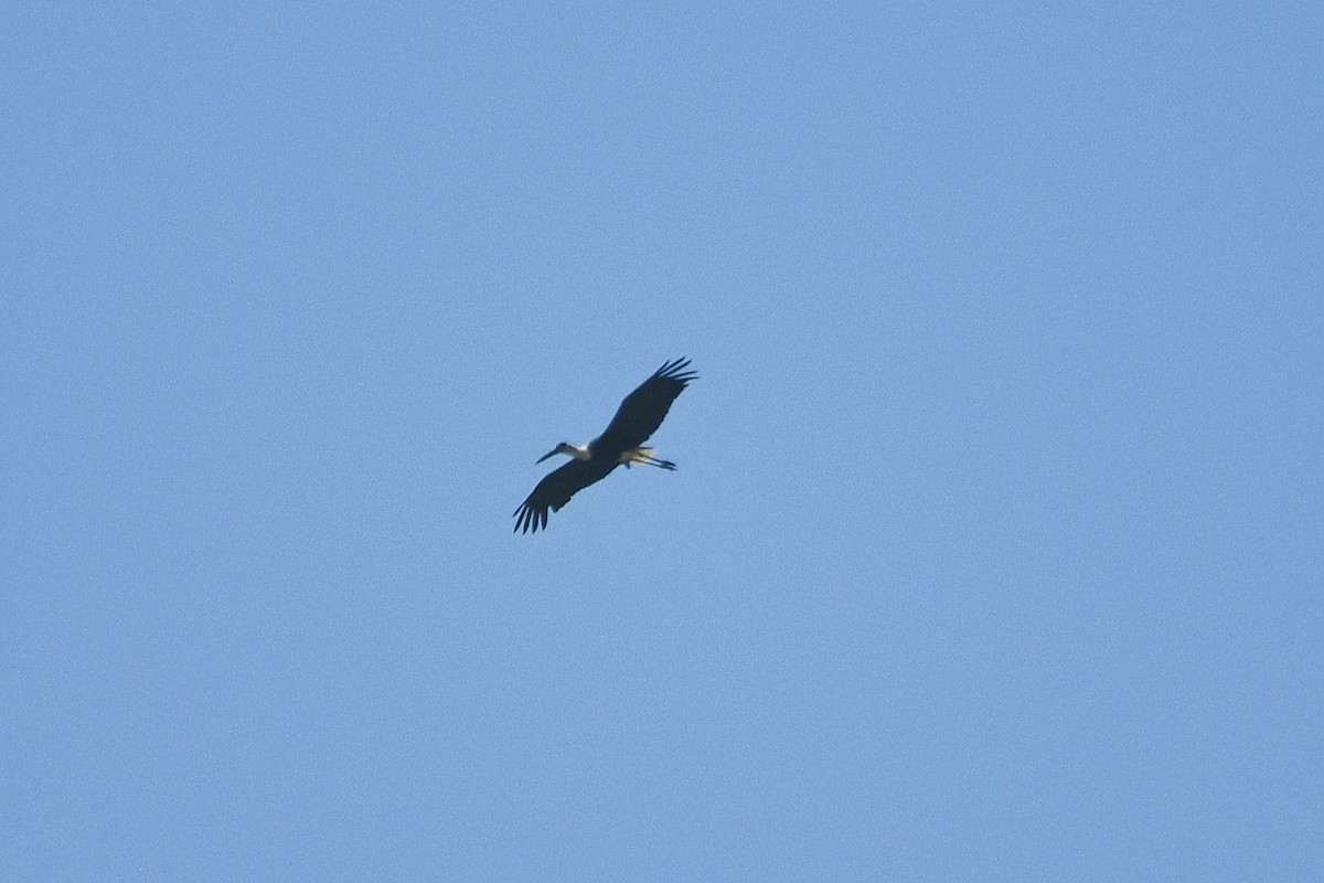 Asian Woolly-necked Stork - ML494963181