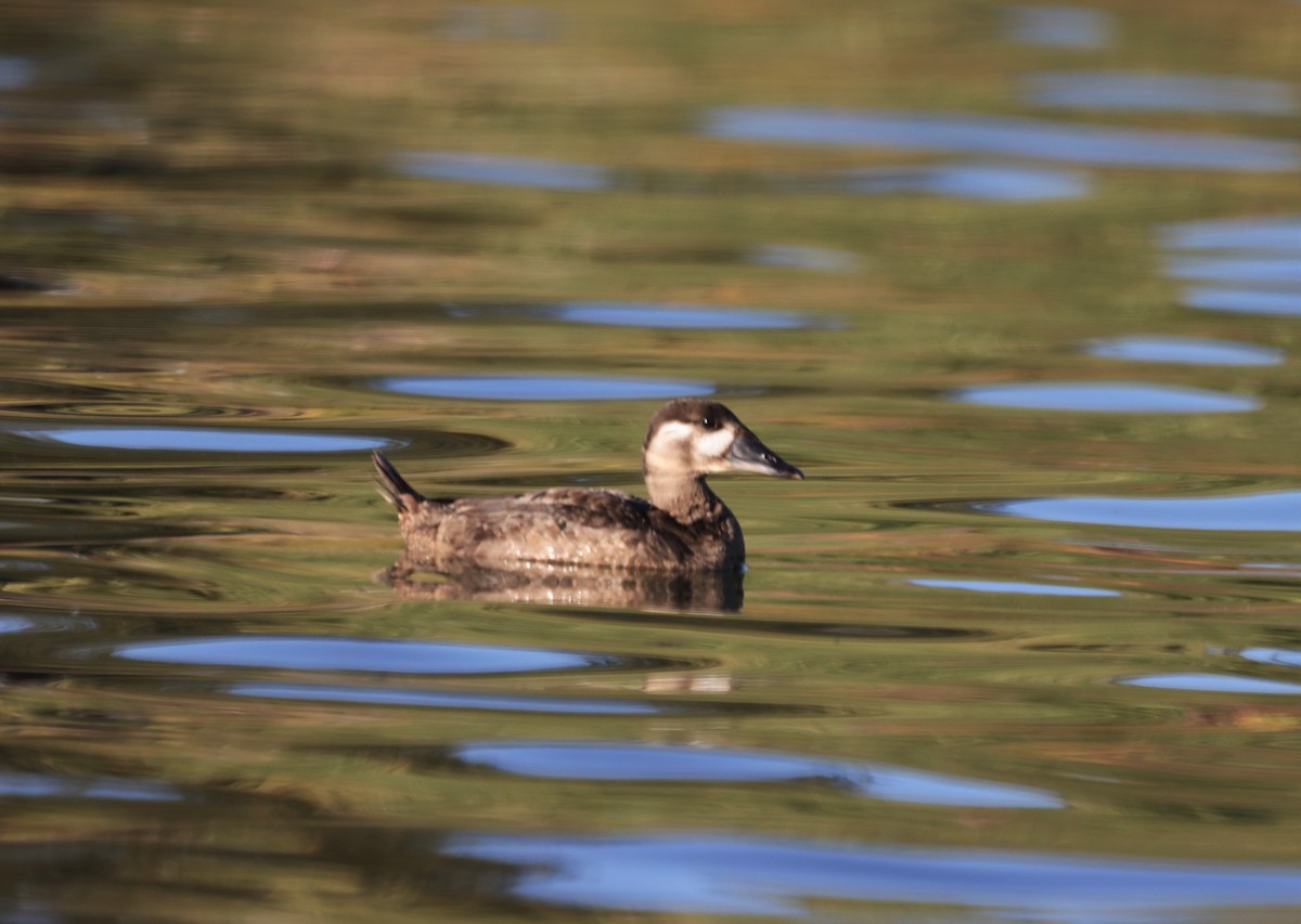 Surf Scoter - ML494963491