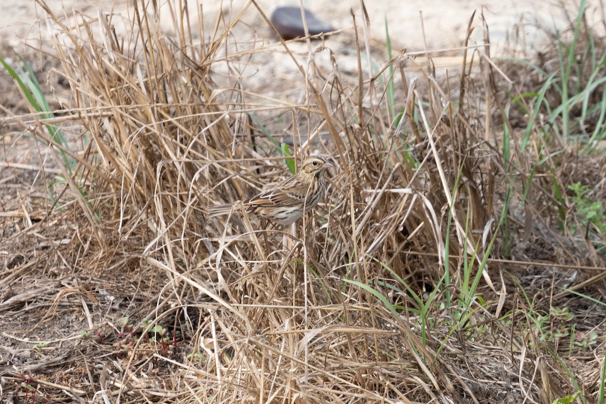 Savannah Sparrow - ML494964071