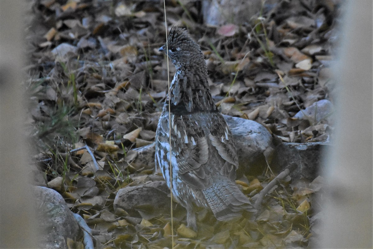 Ruffed Grouse - ML494964551