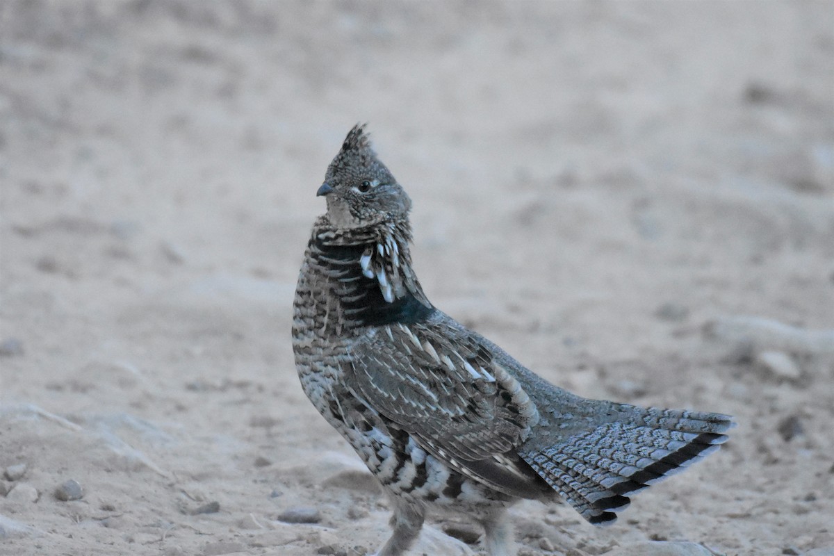 Ruffed Grouse - ML494964611