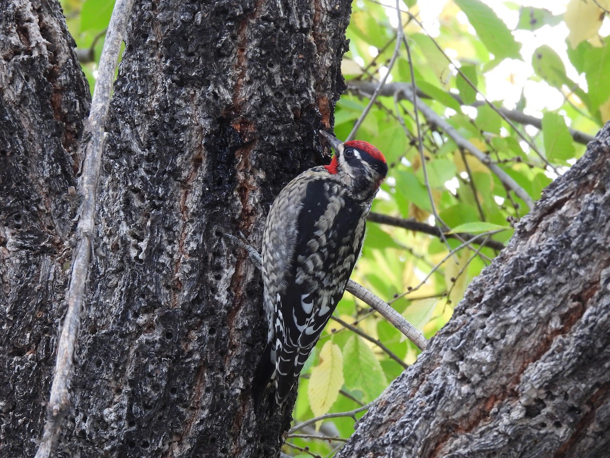 Red-naped Sapsucker - Sandy Garrison