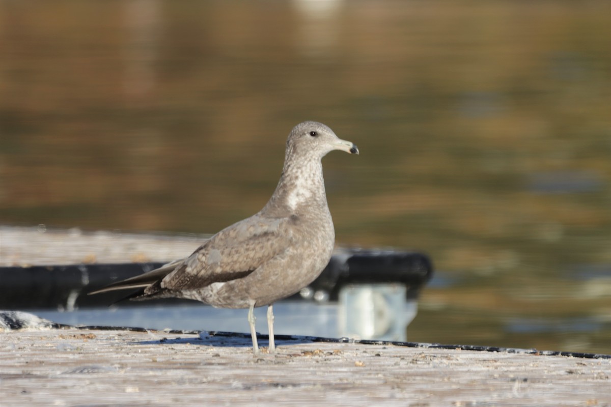 Gaviota Californiana - ML494965591