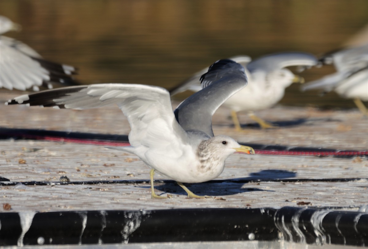 California Gull - ML494965871