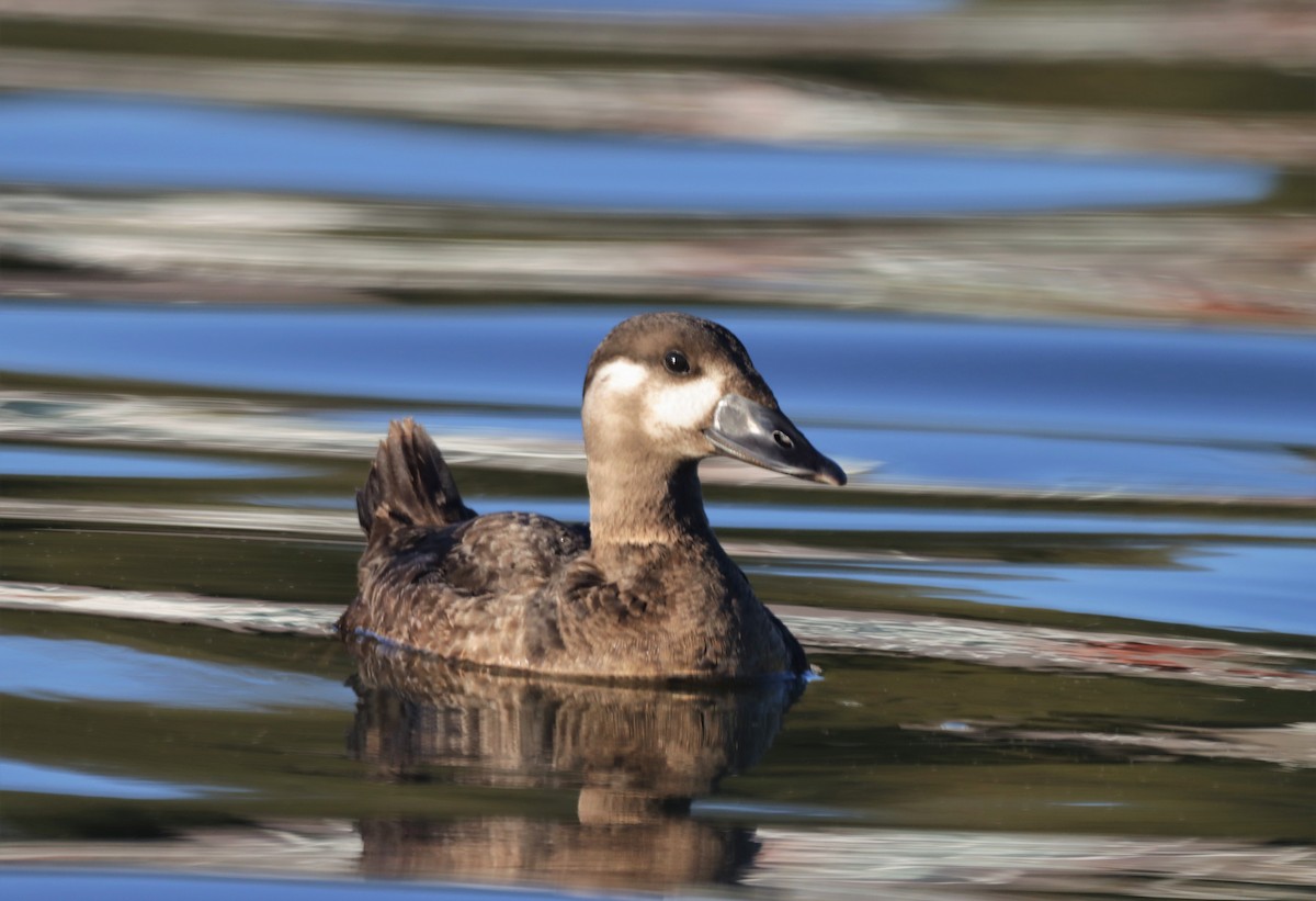 Surf Scoter - ML494966521