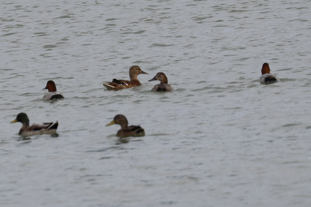 Common Pochard - ML494966761