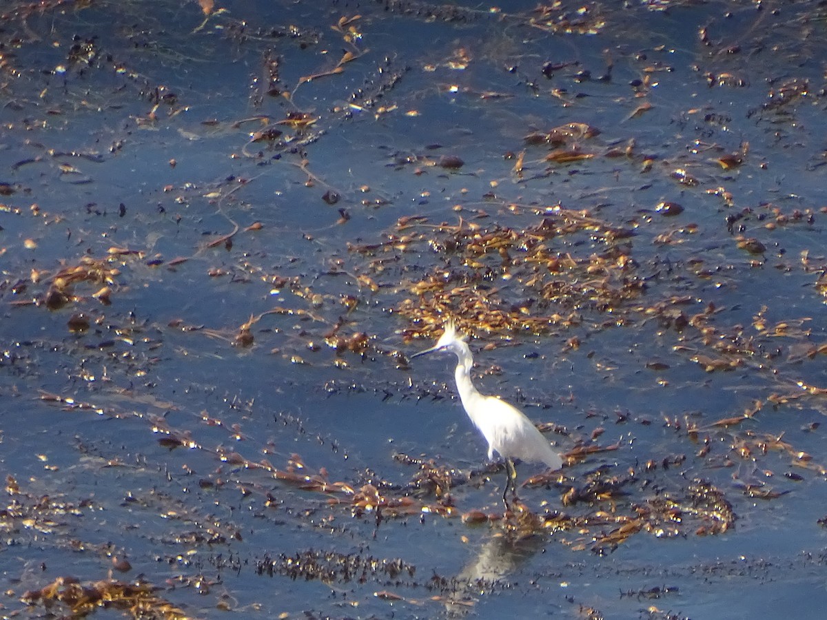 Snowy Egret - ML494967031