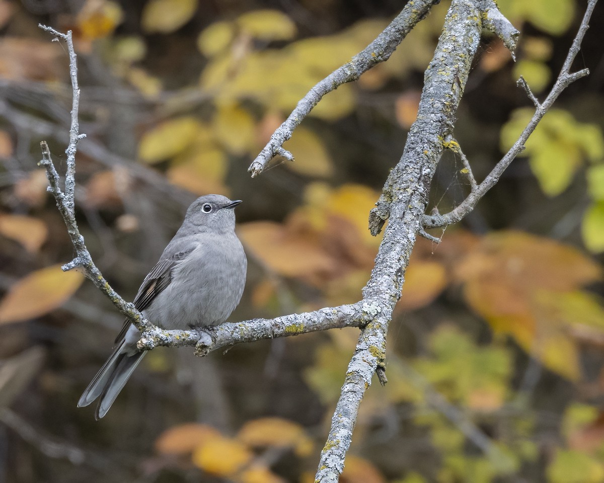 Townsend's Solitaire - ML494967451