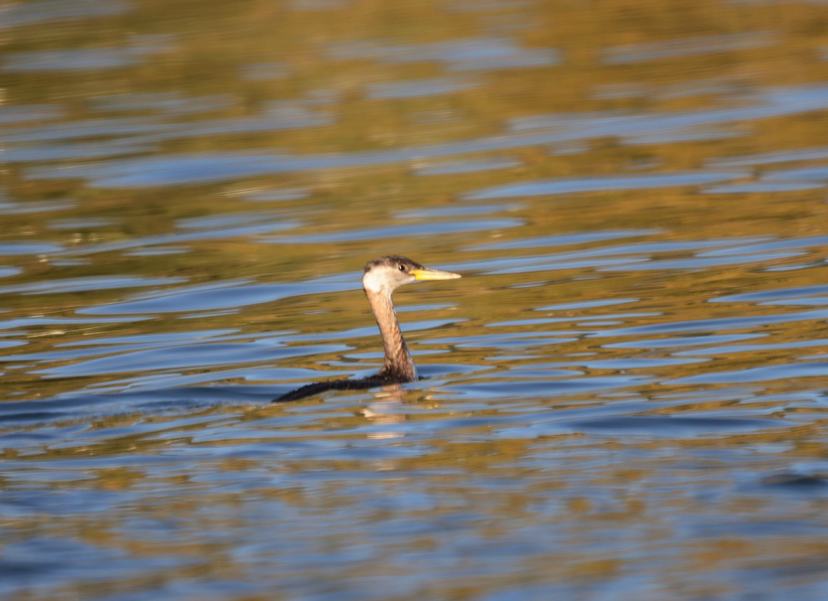 Red-necked Grebe - ML494967721