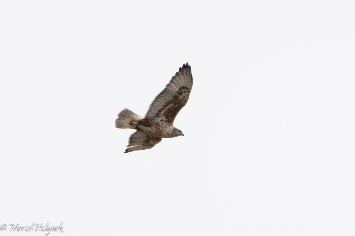 Ferruginous Hawk - ML494967961