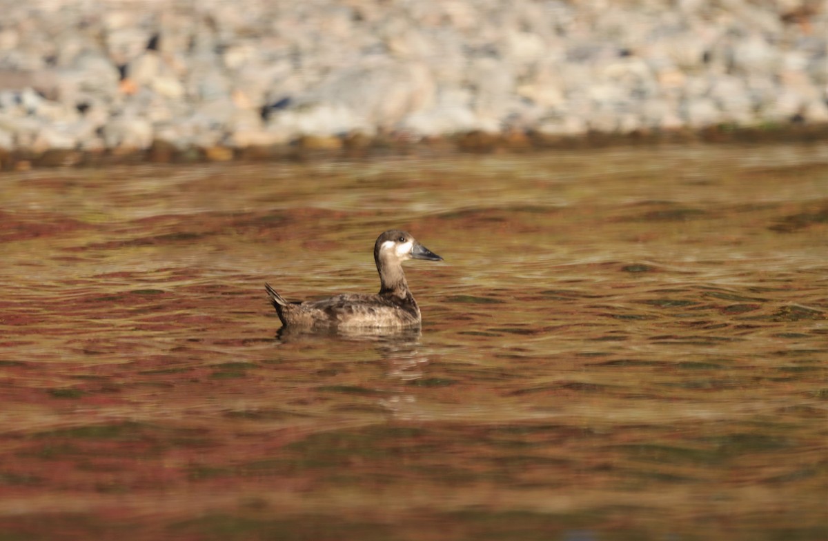 Surf Scoter - ML494968101