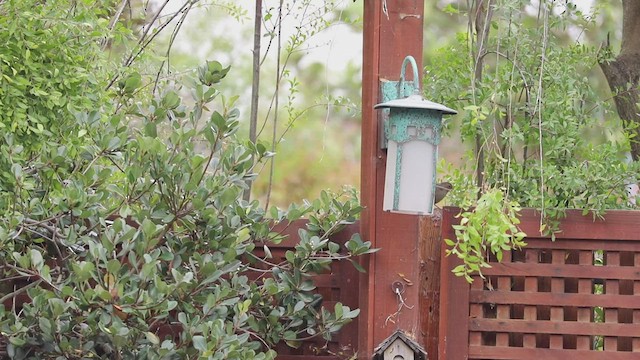 California Towhee - ML494968171