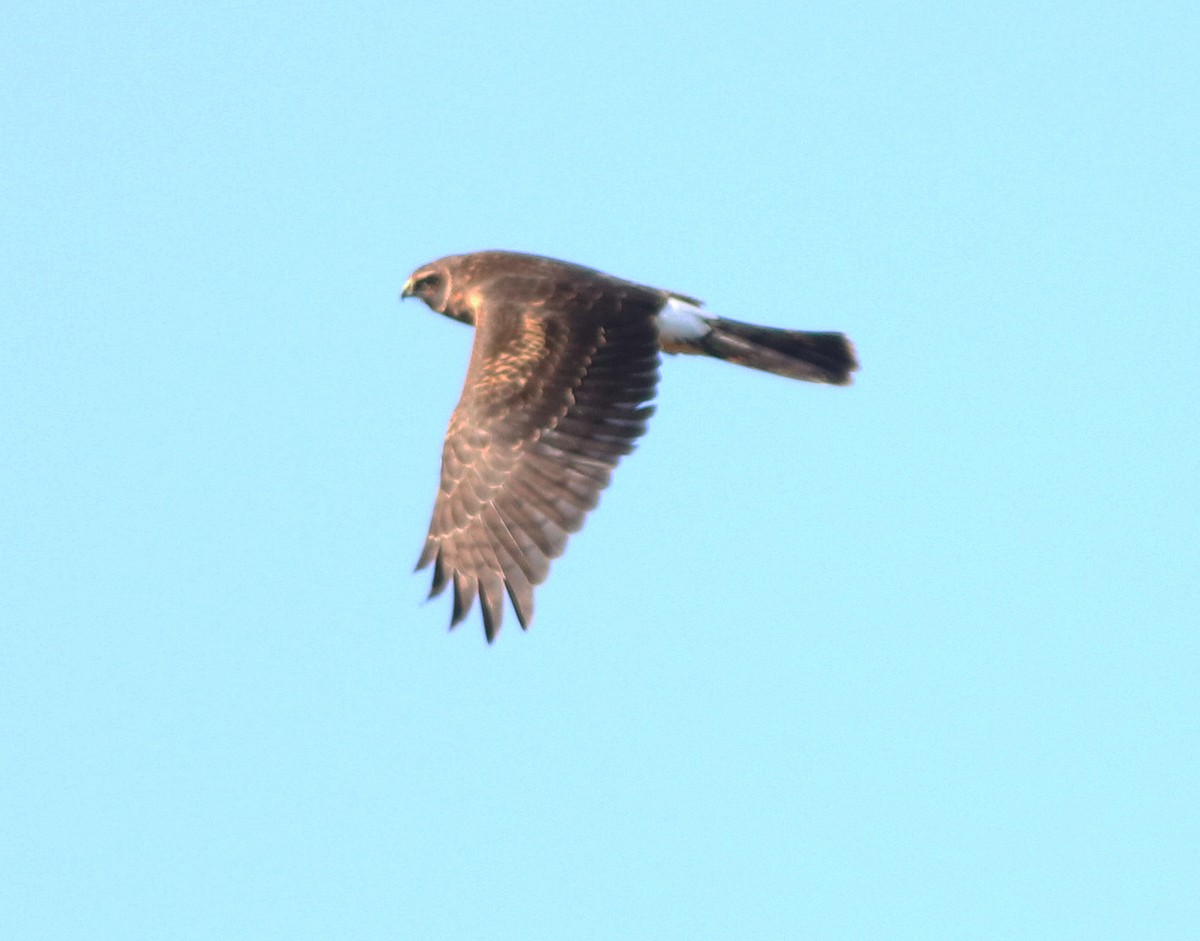 Northern Harrier - ML494968531