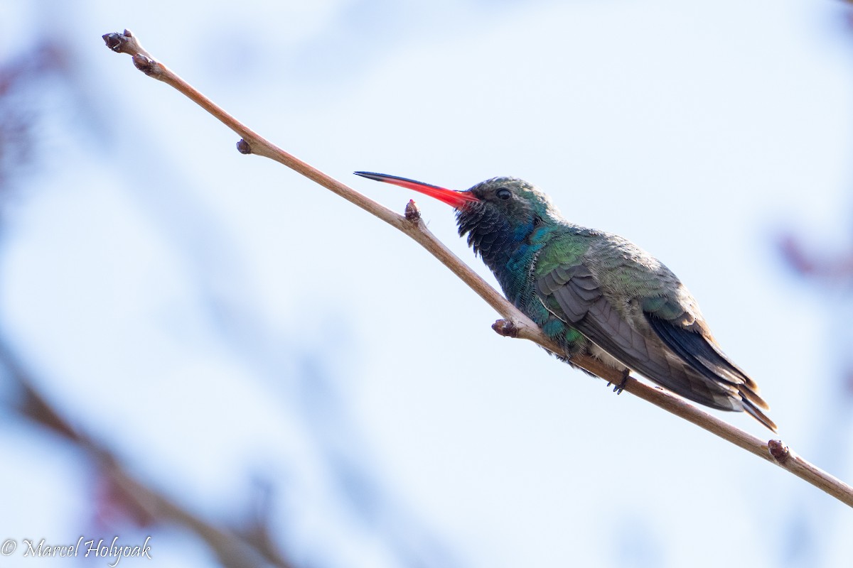 Broad-billed Hummingbird - Marcel Holyoak