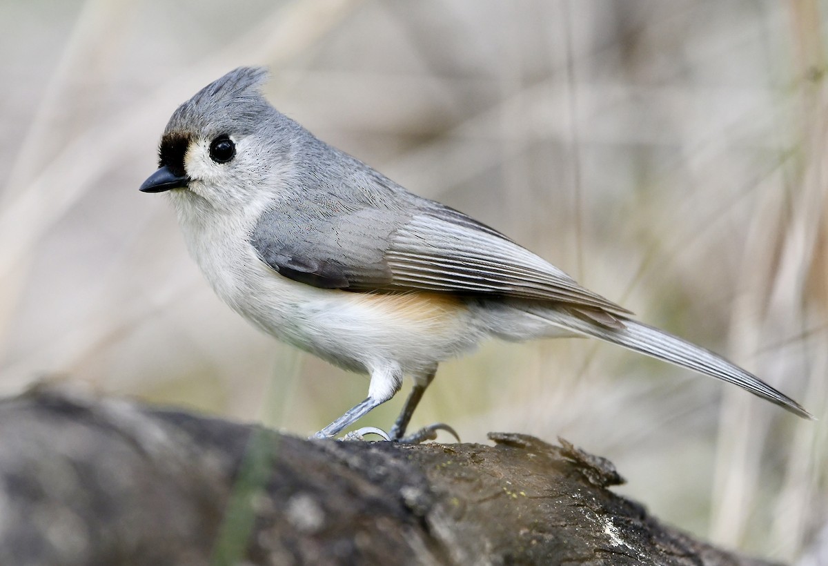 Tufted Titmouse - ML494969401