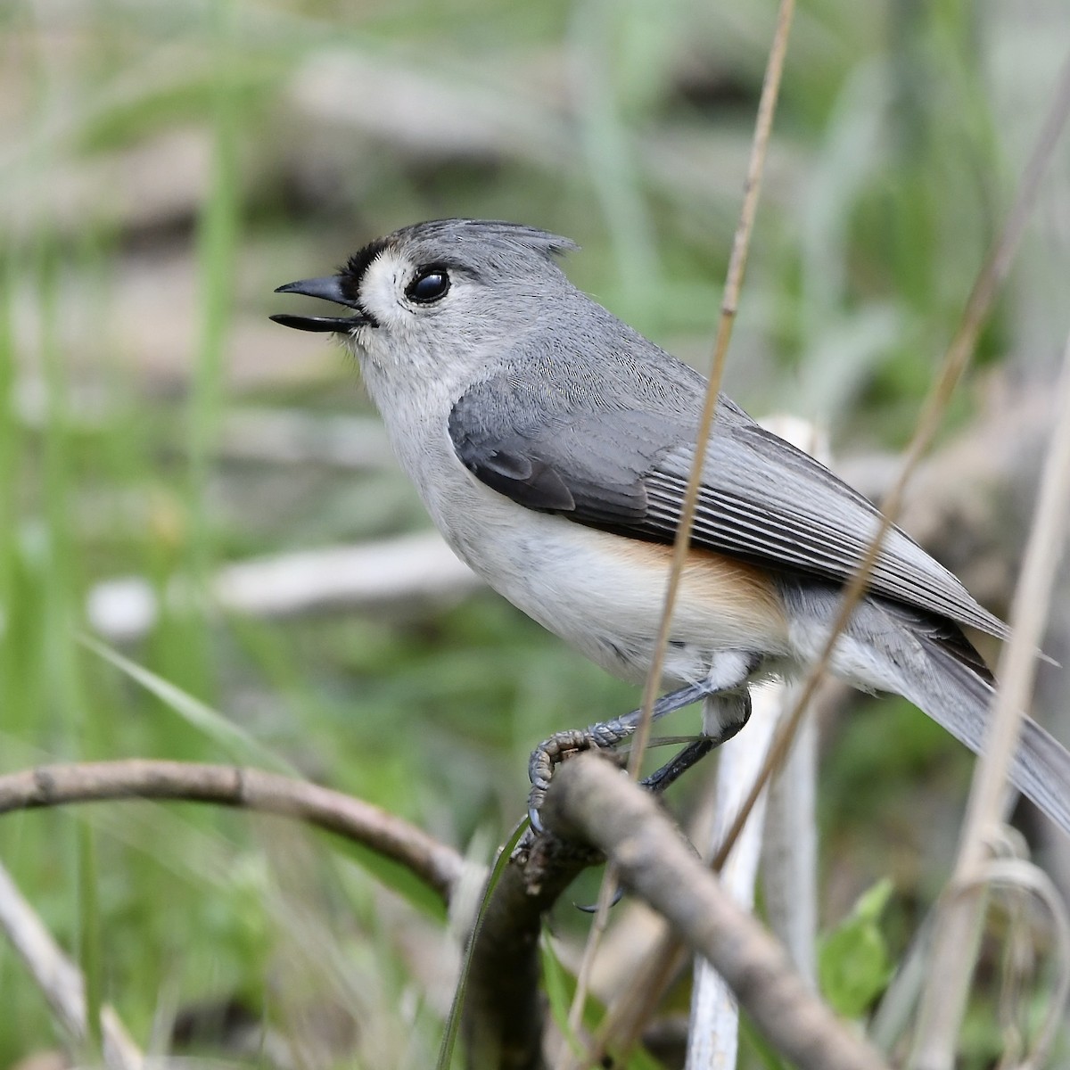 Tufted Titmouse - Claudia Nielson
