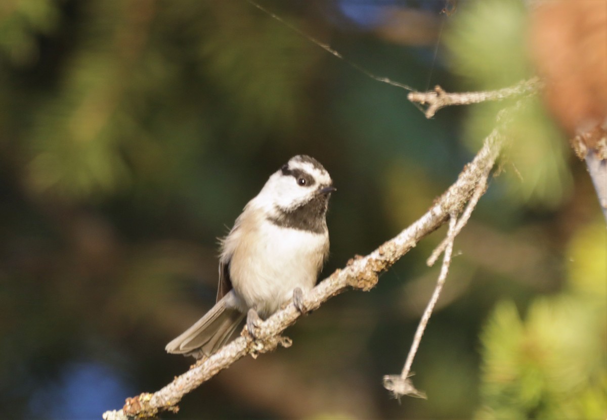 Mountain Chickadee - ML494969841