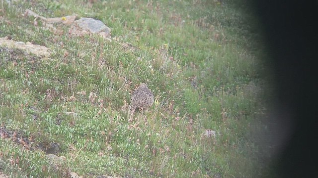 White-tailed Ptarmigan - ML494971771