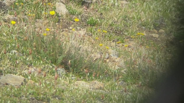 White-tailed Ptarmigan - ML494971781