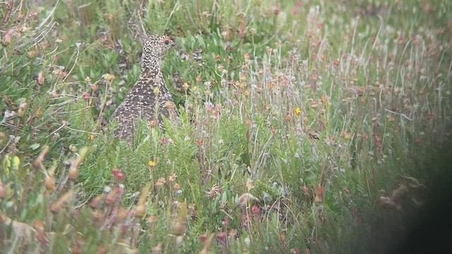 White-tailed Ptarmigan - ML494971831