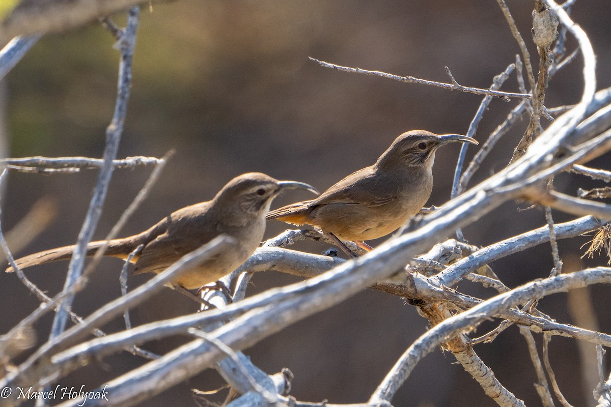 California Thrasher - ML494971951